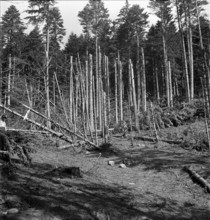 WW2: Bombing in Switzerland; bombs dropped on a forest, 1943