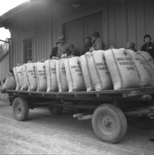 Andelfingen, grain filled into sacks; 1955