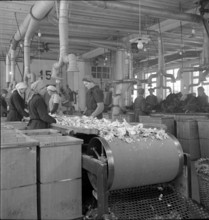 WW2: War economy; processing of tin foil