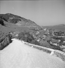 Road to the winegrowing village of Twann 1947