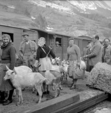 Goats affected by Malta fever in Val Ferret, 1958