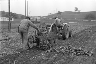 Farmers harvesting sugar beets in 1963