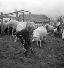Sheep shearing in Brienzwiler, 1941