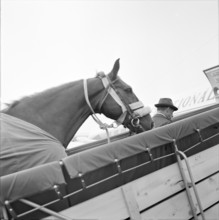 Tokyo Olympics 1964: Departure of the Swiss equestrian team, ZurichKloten Airport