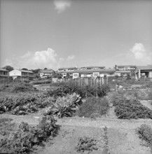 Geneva: Vegetable gardens in front of terraced houses in AirelaVille; 1965