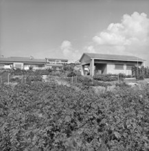 Geneva: Vegetable gardens in front of terraced houses in AirelaVille; 1965