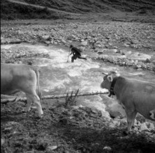 Calfeisental, Young cowherd on the Alp Sardona; 1960