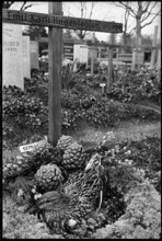 Wild duck breeding on grave 1970