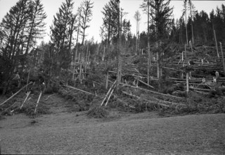 Uprooted, bent trees after a foehn storm; 1962