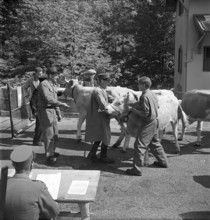 Cows are brought across the border into France, Creux 1952
