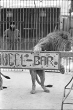 Lion Dressage 1969