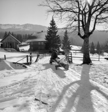 Lumberjack, horse pulling sled loaded with tree trunk; 1943