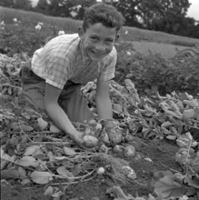 Boy harvesting potatoes, 1958