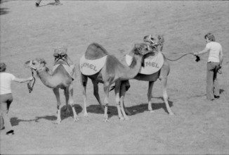 CSIO Lucerne 1974: Camel Parade