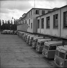 VBZ buses, 1952