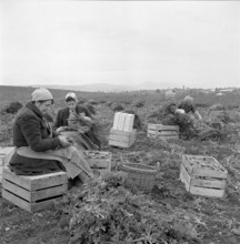 Women harvesting carrots in the canton of Vaud, 1957