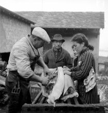 Saillon; Slaughtering of a pig for New Year, the butcher carves up the slaughtered pig; 1948