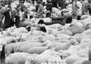 Sheep shearing in Riffenmatt, 1970
