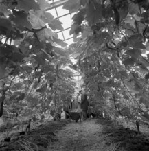 Greenhouse of Biotta Gemüsebau AG, 1965