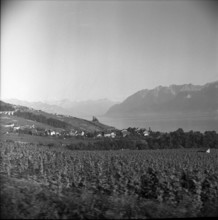 Vineyards near Cully in Lavaux, 1958