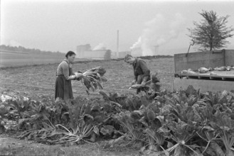 People harvesting sugar beets, 1966
