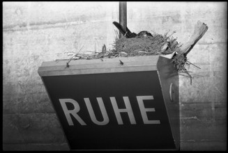 Bird's nest with breeding blackbird on lamp with inscription 'Ruhe' 1970