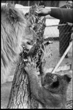Lions are fed poultry 1970