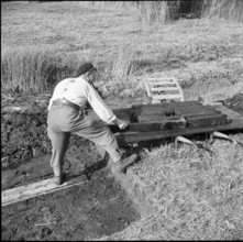 Internees from Alsace; Alsatians cutting peat, peat briquettes; 1940