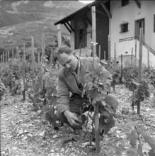 Valais Vine War: Destruction of illegal vines, 1961