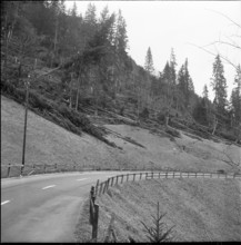 Zweisimmen, uprooted, bent trees after a foehn storm; 1962