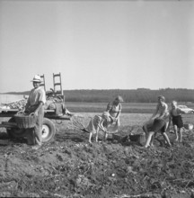 Potato harvest in Clavaleyres; 1955