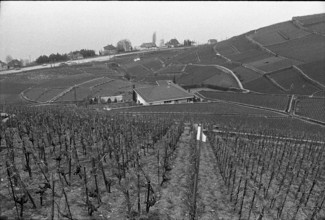 Vineyard near Villette in Lavaux, 1972