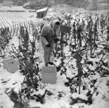 Early onset of winter in the vineyards near Sion, 1965