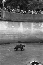 Bear in the Bern Bear Pit, 1966