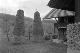 Wooden tristen in Bowil, stacked firewood, 1964