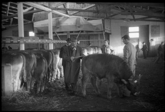 Breeding bull market Sargans, animals are inspected 1962