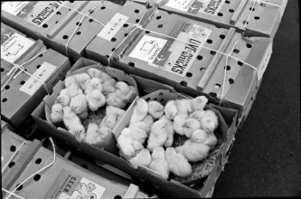 Live chicks, cargo at ZurichKloten Airport 1966