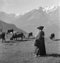 Woman herding cattle on the summer alp, Valais 1942