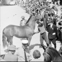60th Marché Concours Saignelégier, 1963