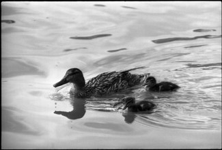 Duck with young on the Rotsee 1969