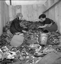 Women sorting used tires; 1941