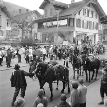 Fir tree transport in Hilterfingen, around 1950