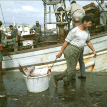 Fishermen at work at the harbor, Tenerife 1970