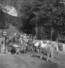 Customs during the ascent of cows to the Alps abroad, Creux 1952