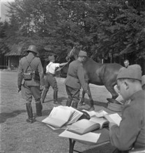 Horse is brought to examination. 1939