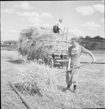 WW 2: grain crop, harvest, Rhine Valley 1941