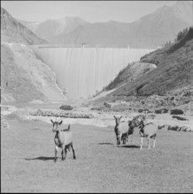 Goats at Zervreila, dam 1956