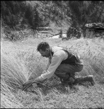 WW 2: corn, grain crop, Zermatt 1941