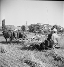 WW 2: grain crop, harvest, Strickhof 1940