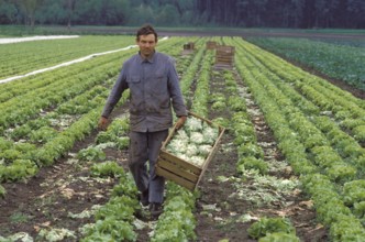 Field with head lettuce